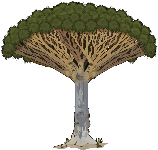 Drago1 - Árbol Medusa En Peligro De Extincion (700x494), Png Download