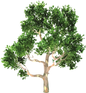 Arbol - Euclidean Vector (1024x572), Png Download