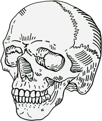 Pin By I D L E W I F E On Scrolling Inspiration - Skull Transparent (500x583), Png Download