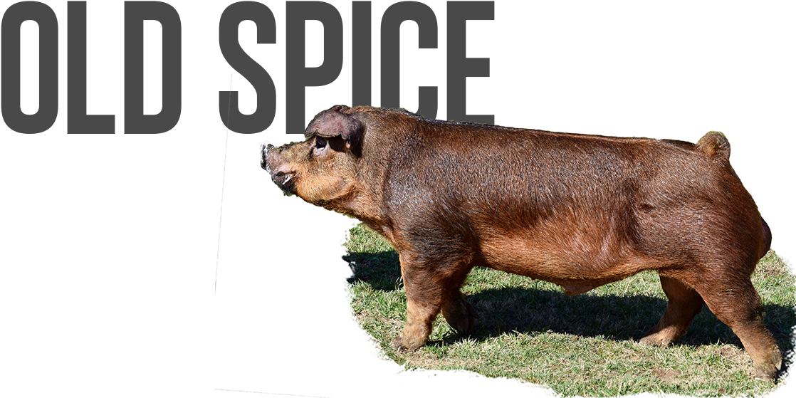 Old Spice - Pre-order - $100 - Overrun - $75 - Last - Robin Schulz (1131x576), Png Download