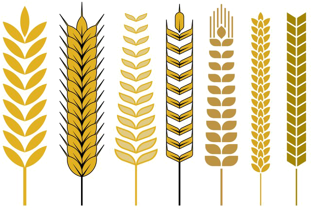 Wheat Vector Free Png - Stalk Of Wheat Drawing (700x490), Png Download