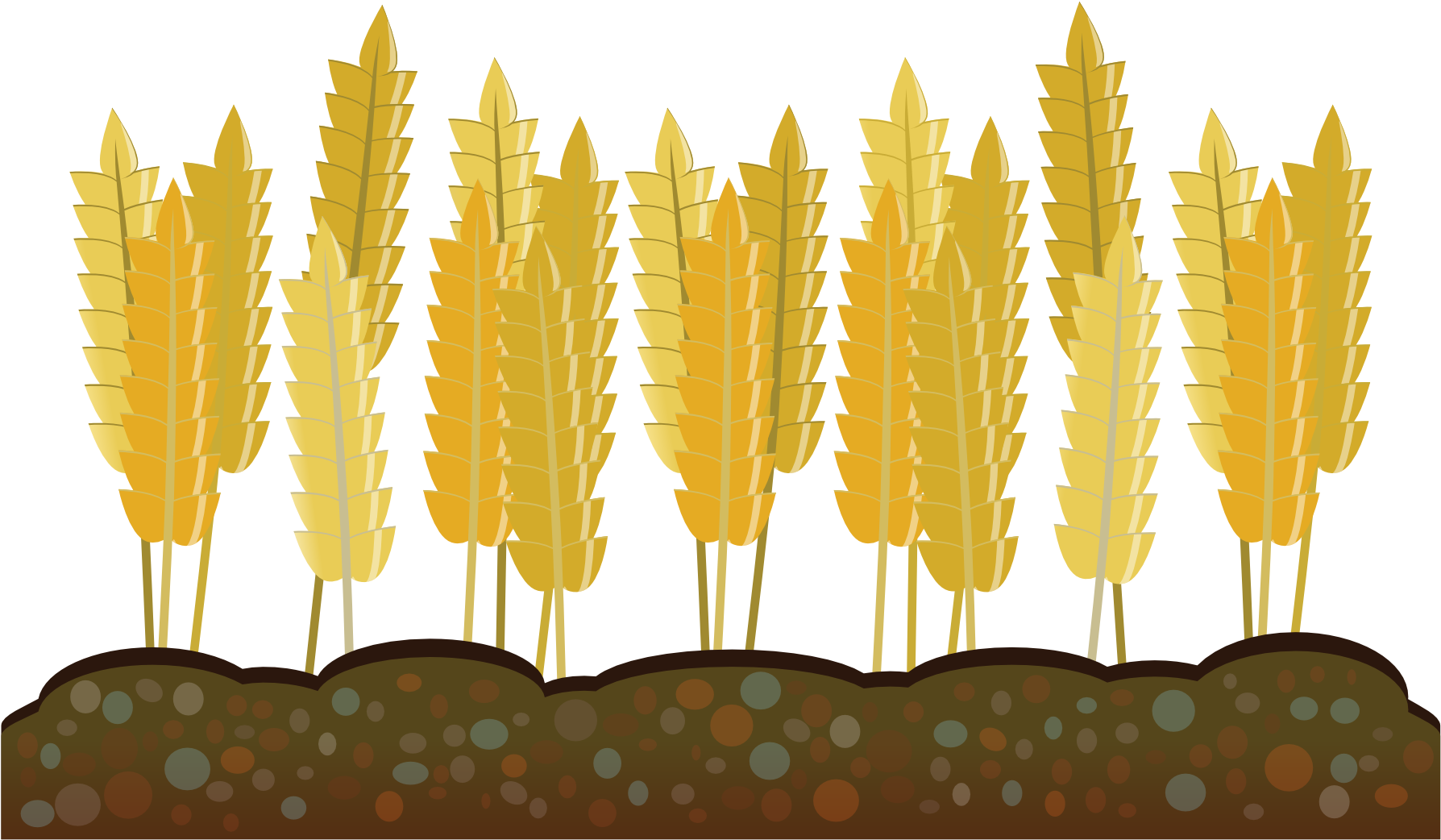 Abstract Crops Wheat 1969px 423 - Wheat Harvest Clip Art (1969x1969), Png Download