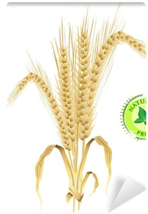 Natural Background, Ears Of Wheat, Vector Illustration - Love-embassy Gypsophila Fresh Enzyme & Yeast 60cp30days≪yeast (400x400), Png Download