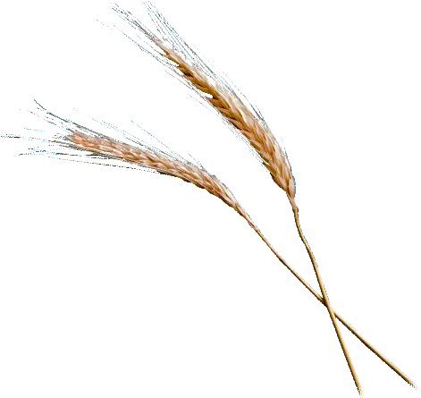 Wheat Vector Png Wheat Illustration Png A Grain Of - Grain Of Wheat (488x462), Png Download