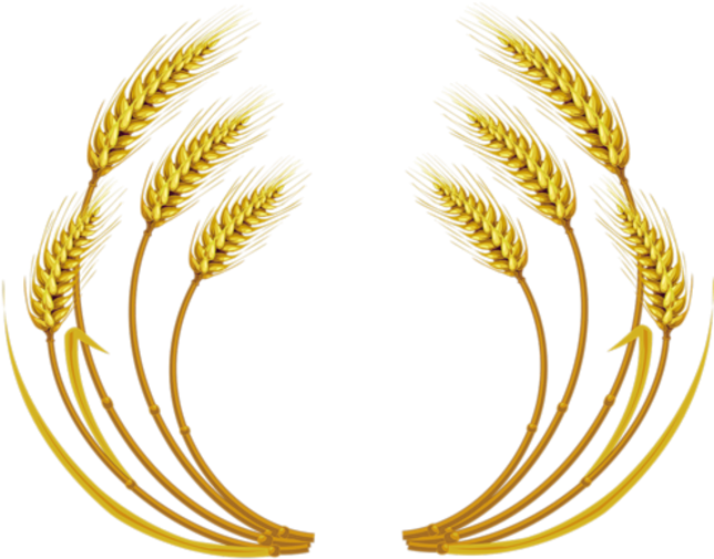 Free Download Wheat Vector Clipart Wheat Clip Art - Wheat Vector (650x536), Png Download