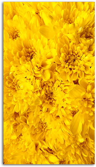 Yellow Flowers Wallpaper Big - Mobile Phone (485x550), Png Download