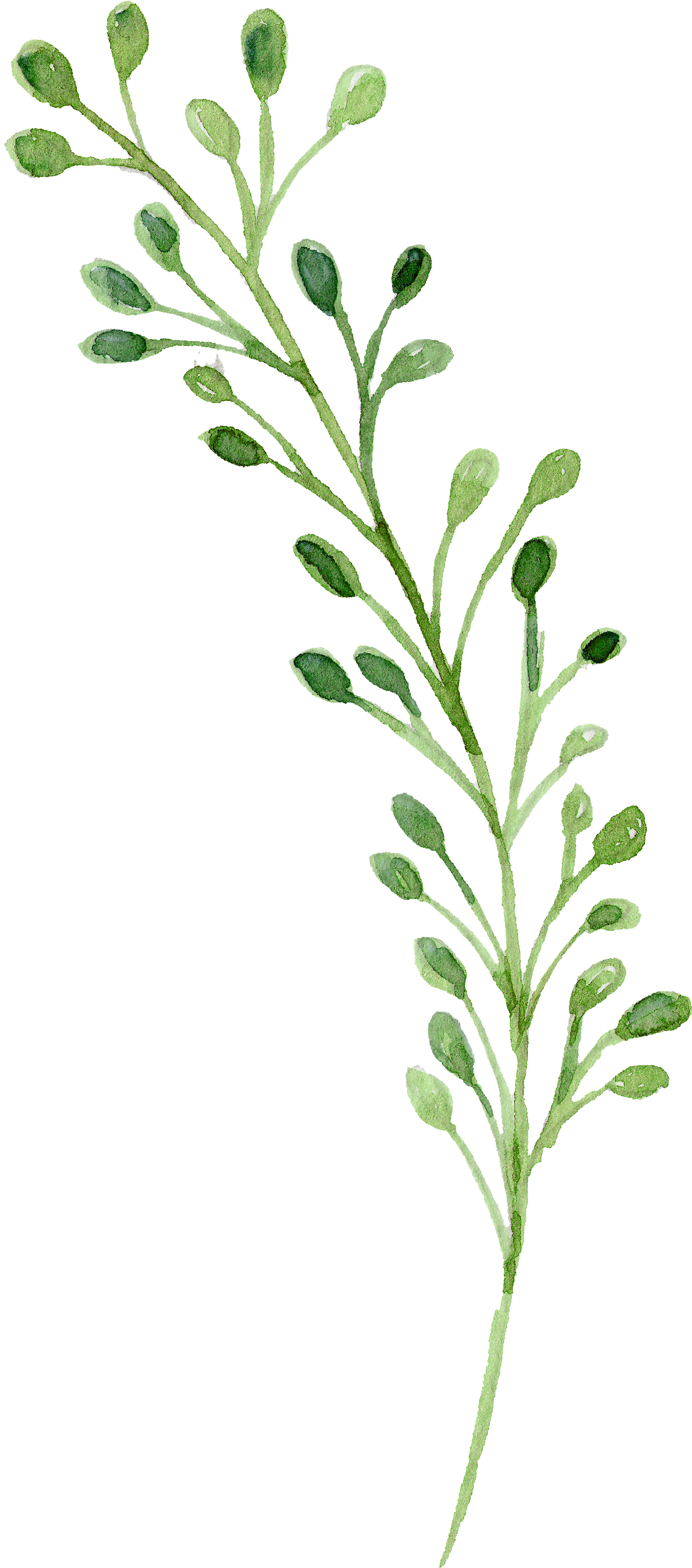 Download Watercolor Painting Green Watercolor Green Flowers Png Png Image With No Background Pngkey Com Download Watercolor Painting Green Watercolor Green Flowers Png Png Image With No Background Pngkey Com