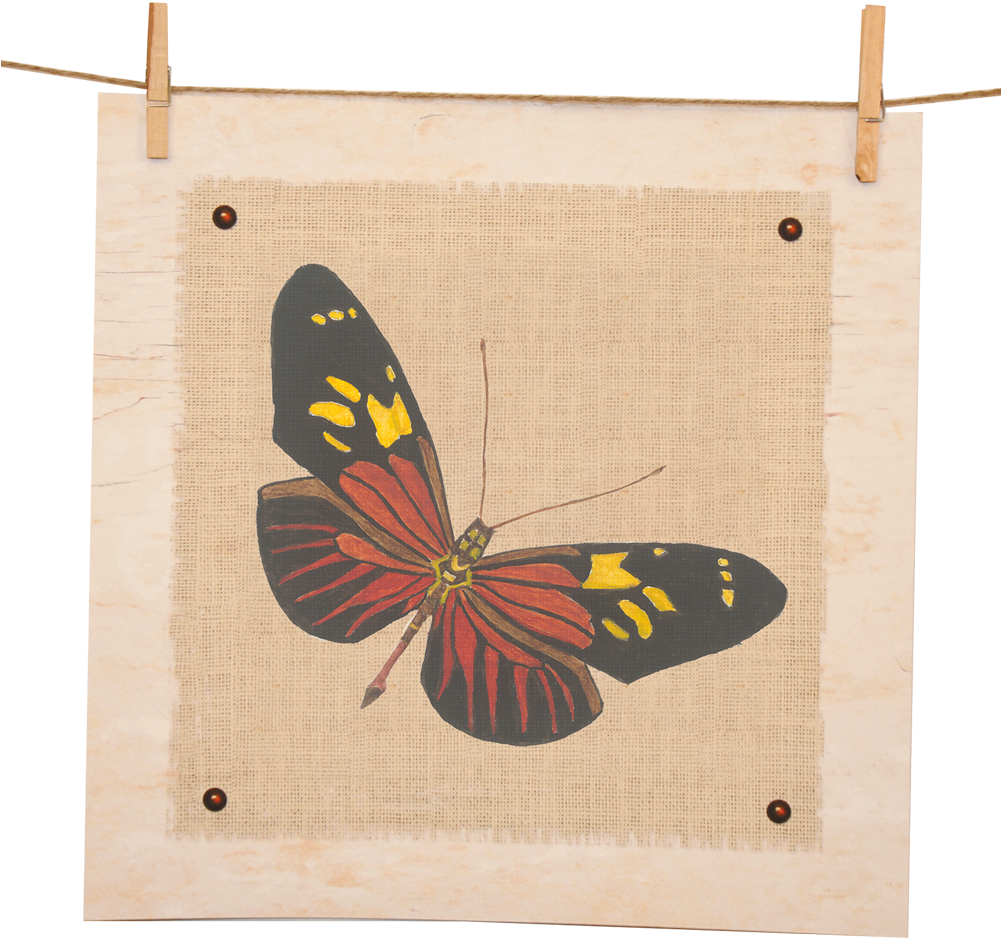 Heliconius Burneyi Giclee' Watercolor Print - Butterfly (1000x1000), Png Download