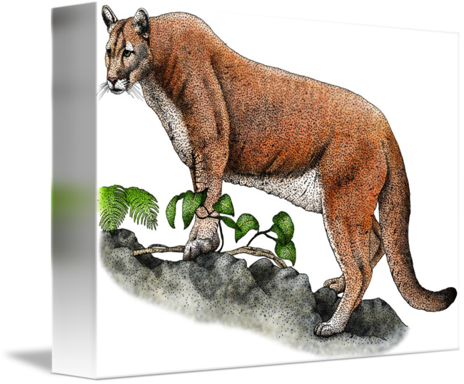 Florida Panther By Roger Hall Jpg Black And White - Endangered Animals Of North America King Duvet (650x538), Png Download
