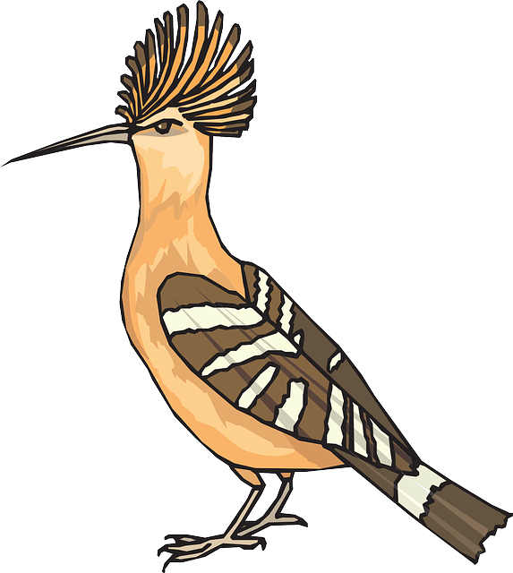 Bird Wings At Getdrawings Com Free For - Hoopoe Clipart Png (573x640), Png Download