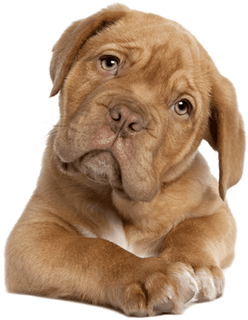 Fast Relief For Dog Ear Infections - Dogue De Bordeaux French Mastiff Puppy (for (352x455), Png Download