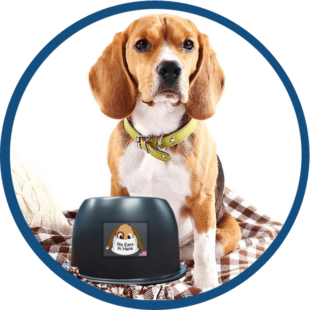 A Beagle With The No Ears In Here Bowl - Long Eared Dogs (625x625), Png Download