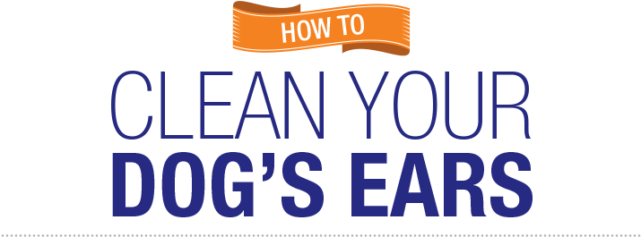 Ear Cleaning Is An Essential Part Of Your Dog's Basic - Electric Blue (800x301), Png Download