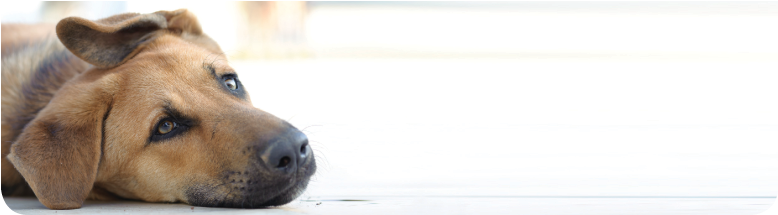 Moisture On Dogs Nose (777x340), Png Download