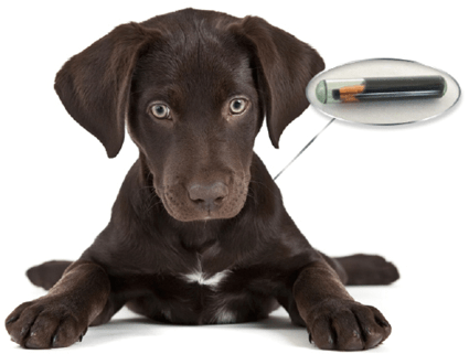Pet Ear Infections - Petco 10 Off Coupon 2016 (439x333), Png Download