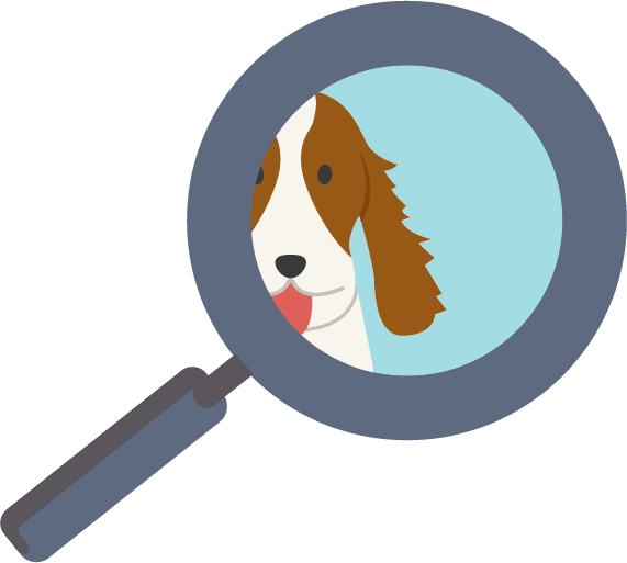 Springer Spaniels Are Medium Sized Dogs With Bodies - Boston Terrier (571x513), Png Download