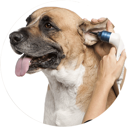 Ear Cleaning - Ear (432x432), Png Download