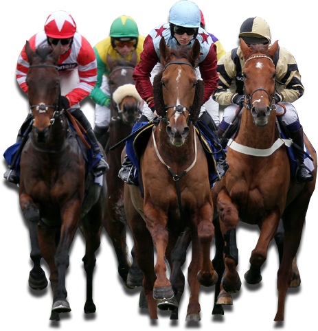 Horse Racing Betting Explained - Transparent Horse Race Png (463x482), Png Download