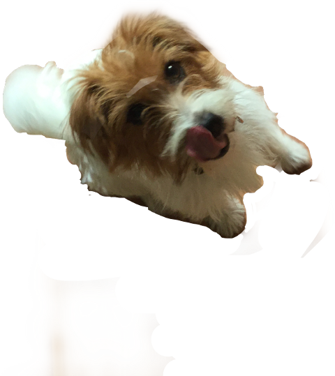 Kromfohrländer (480x539), Png Download