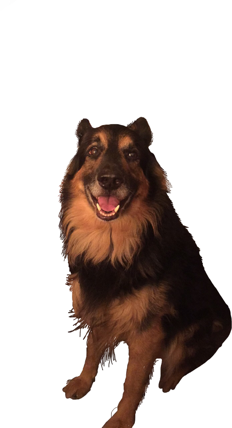 Dog (480x883), Png Download