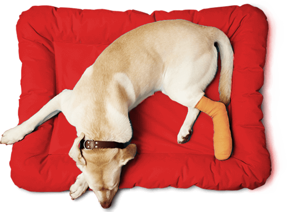 That's Why East Texas Pet Emergency Clinic In Longview - Companion Dog (590x434), Png Download