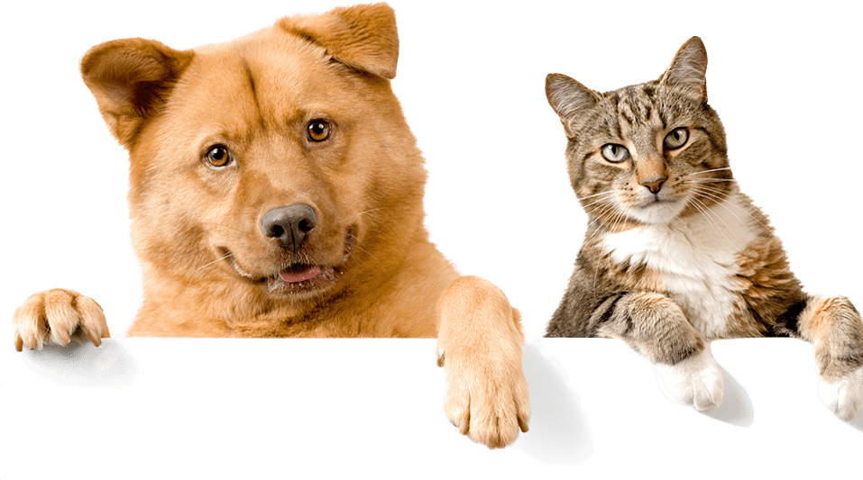 Subscribe To Thegoodypet Newsletter - Moving Cats And Dogs (957x533), Png Download