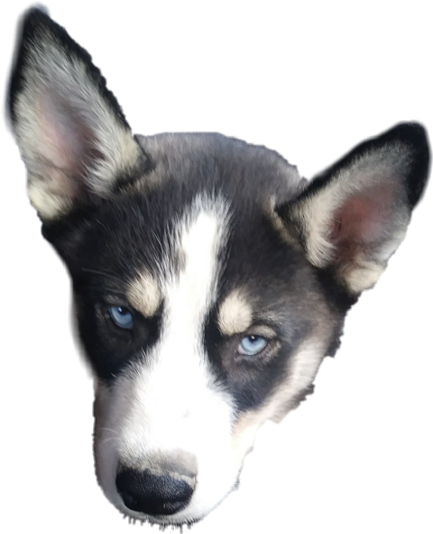 Siberian Husky (480x591), Png Download
