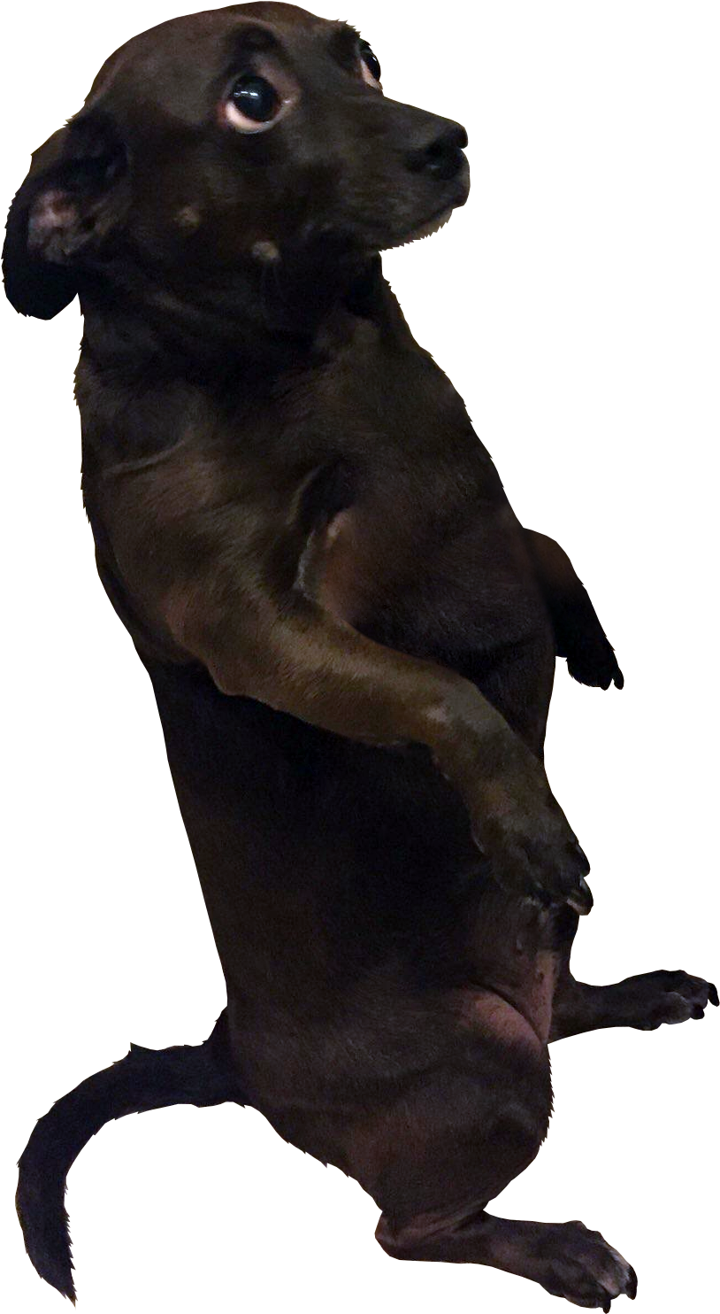 Cut - Hunting Dog (868x1516), Png Download