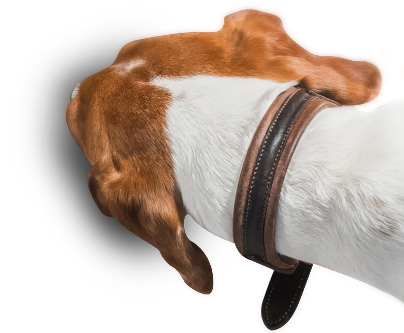 Find Your Recipe Food Bowl Find Your Recipe Doggo - Recipe (805x663), Png Download