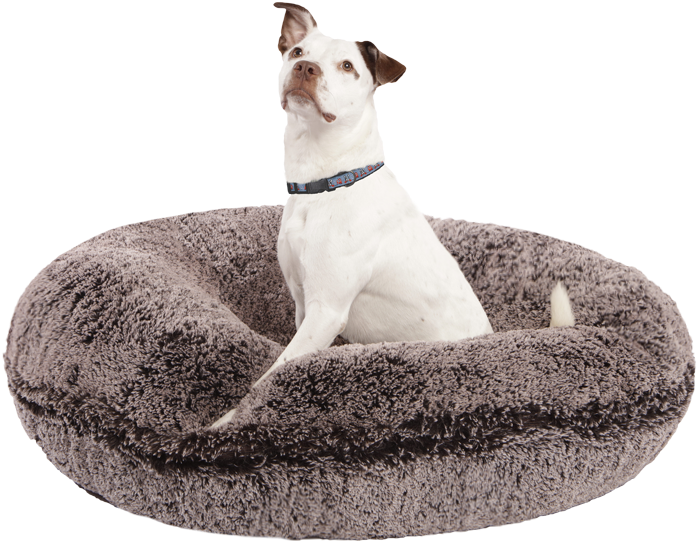 Build Your Own - Companion Dog (858x583), Png Download