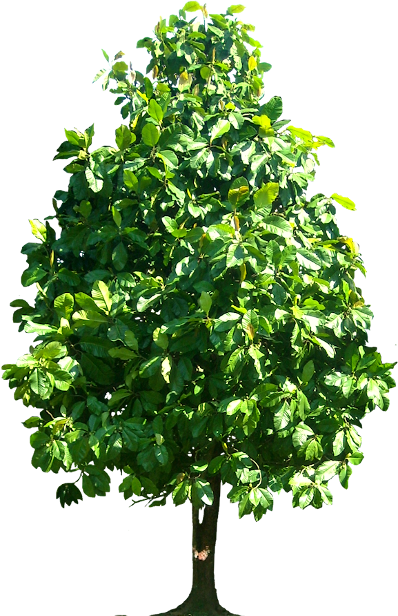 Tree Png Dillenia Pteropoda Image - Hickory Tree Clip Art (580x900), Png Download