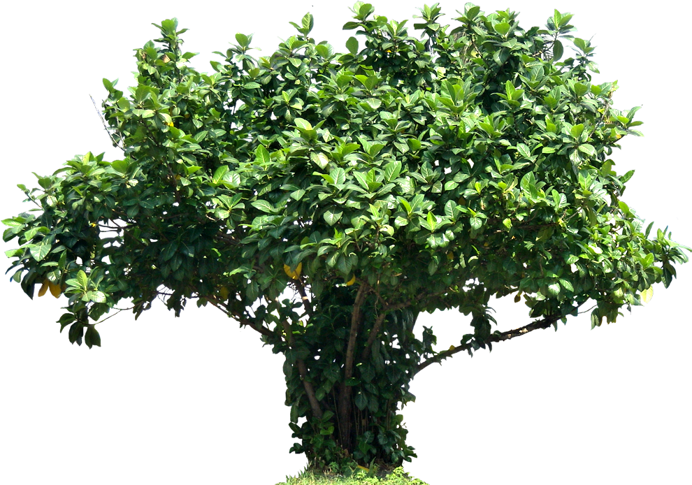 Tree Ficuslutea Png Image - Tree (1058x795), Png Download