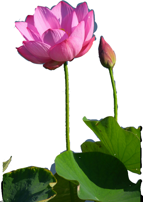 Sacred Lotus (480x675), Png Download