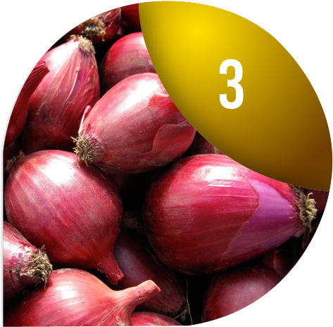 Growing Onions - Florida Garden Seeds (500x500), Png Download
