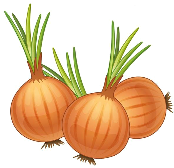 French Yellow Royalty Free Clip Art Cartoon - Cartoon Image Of Onion (600x571), Png Download