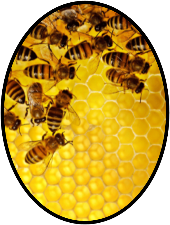 Inventing The Next Generation Of Occupancy Sensors - Bee Ver2 17" Laptop Sleeve (584x771), Png Download