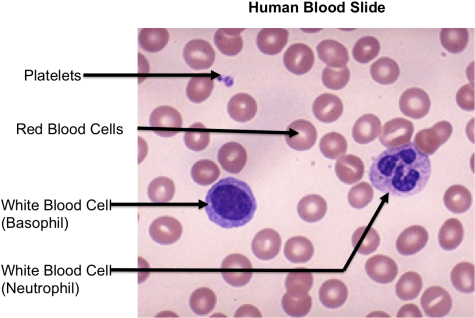 Top Images For Blood Smear Labeled On Picsunday - Human Blood Slide Labeled (480x324), Png Download