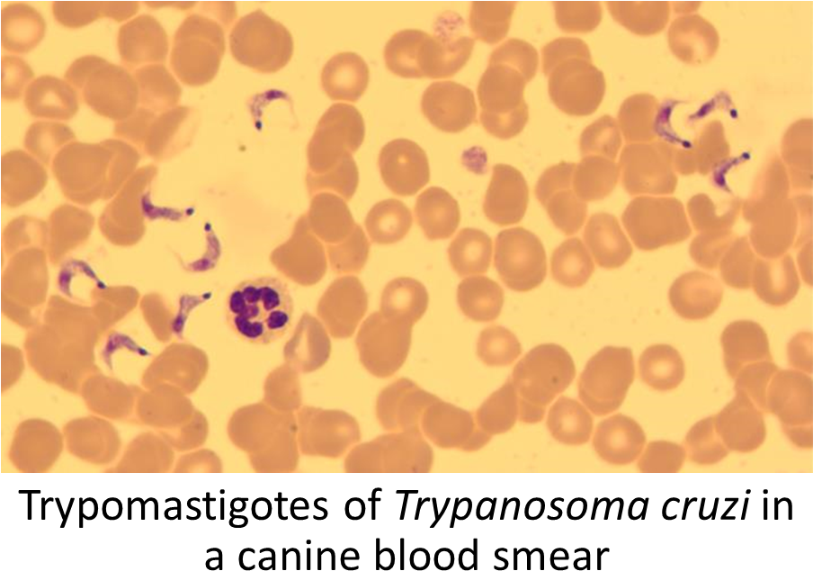 Trypanosoma Cruzi Method Of Diagnosis Find Amastigotes - Trypanosoma Cruzi (939x678), Png Download