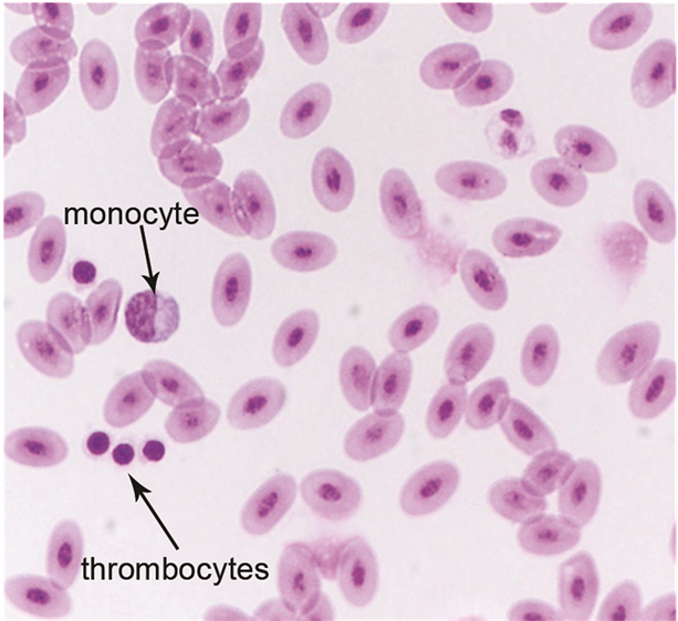 Healthy Avian Red Blood Cells With A Mature Monocyte, (902x561), Png Download