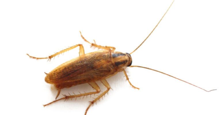 Roach Png High-quality Image - Cockroach Bug (800x400), Png Download