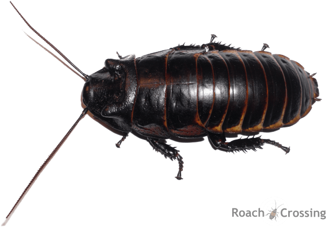 Princisia Vanwaerebeki - Cockroach (693x480), Png Download