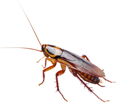 A1 Exterminators Roach Control - Nova Sciencenow: Can I Eat That? Dvd (400x400), Png Download