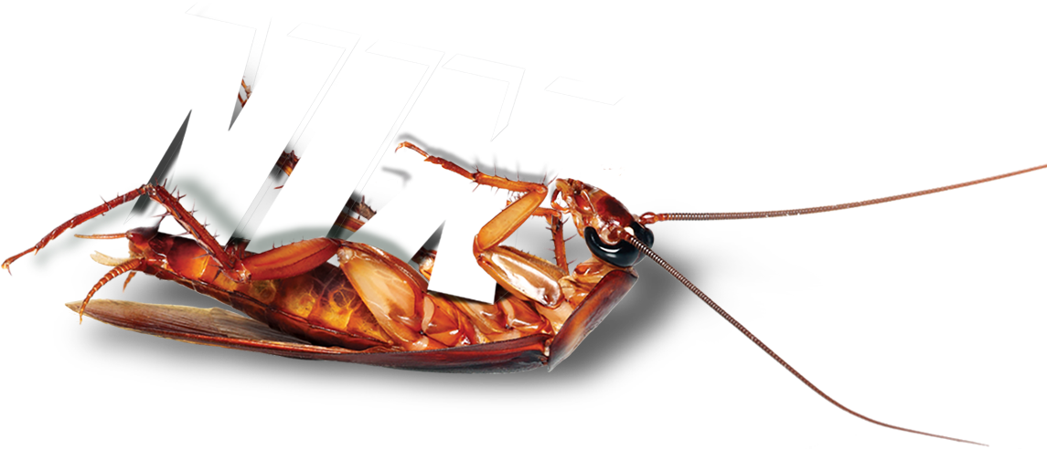 Terminix Roach - Insect (1200x500), Png Download