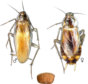 Brown Banded Roach - Brown Banded Cockroach Vs German Cockroach (450x300), Png Download