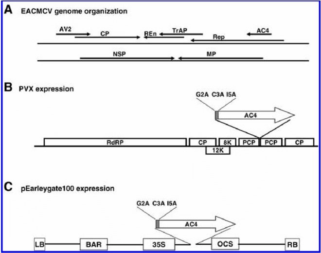 A, Genome Organization Of East African Cassava Mosaic - Nicotiana Benthamiana (850x519), Png Download