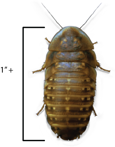 Portable Network Graphics (371x474), Png Download