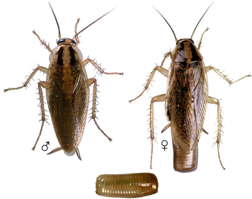 German-roach - German Cockroach Identification (450x300), Png Download