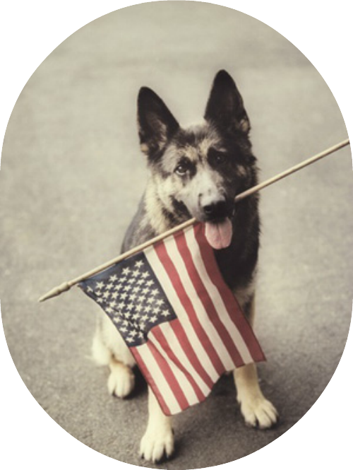Dog Holding American Flag - Happy Memorial Day Dogs (500x665), Png Download