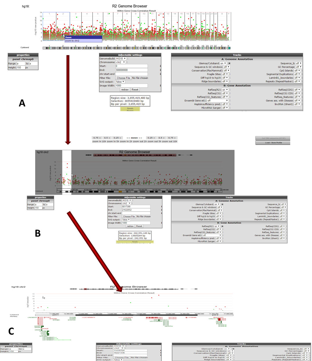 Explore Chromosomal Regions - Chromosome (1075x1244), Png Download
