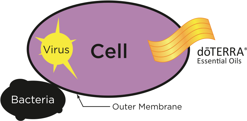 Doterra Essential Oils Penetrate Cell Membranes - Essential Oils Effective Doterra (943x470), Png Download
